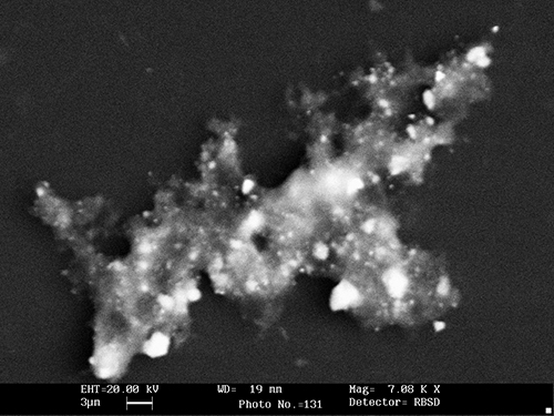 Backscatter SEM image showing heavy pigment particles in an organic matrix.